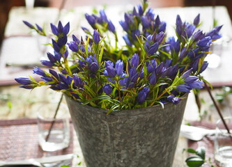 Country style. Floral background.Spring. Summer.Fall.Greeting card with blue flowers.