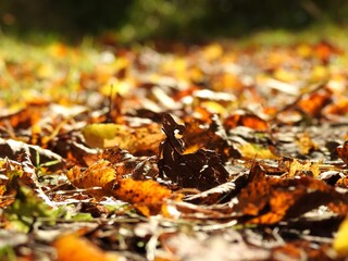Beautiful landscape of autumn leaves in nature close up