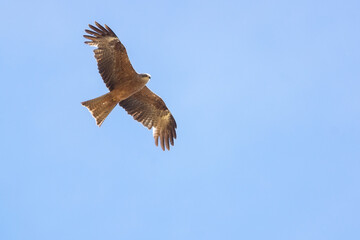 Plakat Black kite (Milvus migrans)..