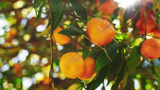 Hands Picking Ripe Tangerines From A Tree, Close Up . SLOW MOTION. Woman Plucking Juicy Orange Citrus Fruits In Sunlit Garden, Lens Flare. Organic Farming.