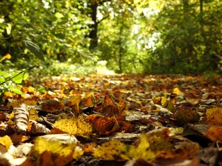 Beautiful landscape of autumn leaves in nature close up