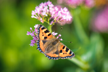 Small Tortoiseshell Butterfly