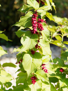 Leycesteria formosa | Arbre aux faisans ou ch&egrave;vrefeuille de l'Himalaya, arbuste au feuillage vert bleut&eacute;, oval et pointu, aux &eacute;pis de fleurs pendant &agrave; bract&eacute;es rouge-violet fonc&eacute;