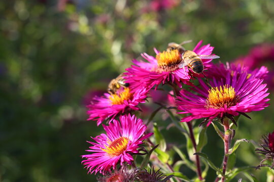 Striped honey bee flies to bush of bright, beautiful double perennial flowers Aster novi-belgii Dick Ballard, where other bees collect nectar, pollen in autumn garden sunny day for winter supplies