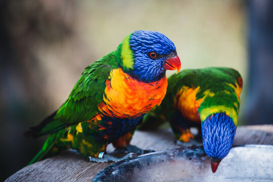Closeup shot of beautiful colorful lorikeets