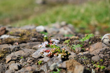 Small white and yellow macro wild flowers grow on a natural rocky surface with green grass in the background and other flowers around. Isle of Mull, Scotland.