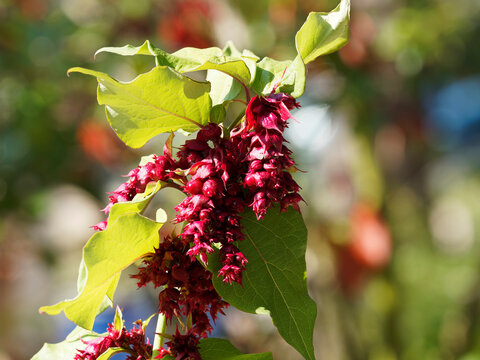 (Leycesteria formosa) Ch&egrave;vrefeuille de l'Himalaya ou Arbre aux faisans &agrave; floraison spectaculaire rouge pourpr&eacute; lumineuse