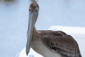 LOUISIANA BROWN PELICAN