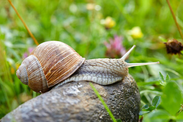  snail crawling on the stone