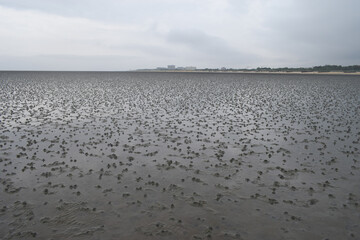 Wadden sea 