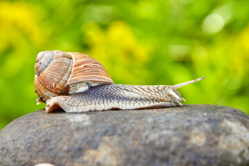  snail crawling on the stone