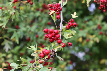 Ripe hawthorn or Crataegus monogyna in autumn