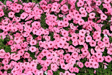 riot of bright autumn flowers