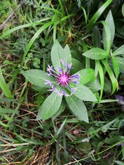 bleuet des montagnes