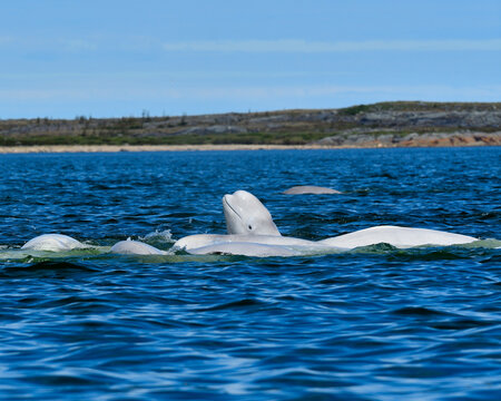 A pod of Beluga Whales engaged in a feeding frenzy - Churchill River, Manitoba 