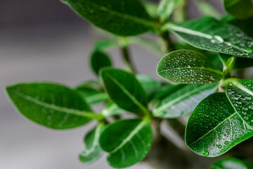 Fototapeta na wymiar Houseplant adenium arabicum, close-up of leaves with water drops.