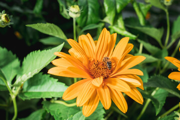 bee pollinates yellow flower/bee pollinates yellow flower in the garden