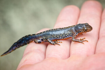 Close-up shot of common newt standing on a human hand