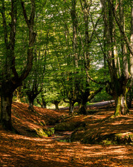 Obraz premium Fairytale forest by day, trees with moss and dry leaves on the ground