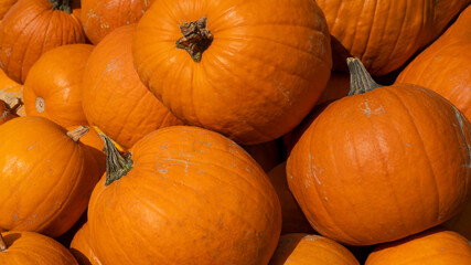 Autumn vegetables food thanksgiving background banner - Top view lots of colorful orange halloweenpumpkin squash ( cucurbita ), edible pumpkins
