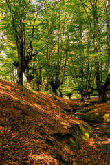 Fairytale forest by day, trees with moss and dry leaves on the ground