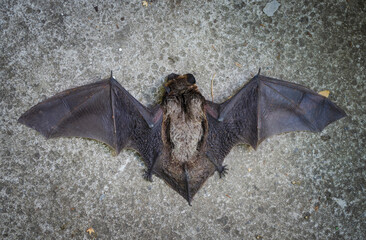 A close up of the small bat. Isolated working path. A fallen bat lying on the ground before rescue.