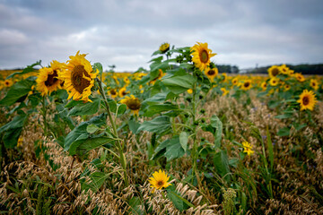 Field of sunflower blowing in the wind