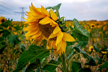 Field of sunflower blowing in the wind