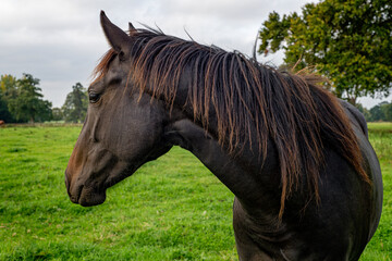 Horses in a Cotswold field