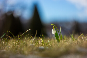 One small delicate spring blooming snowdrop making its way through the snow on the lawn with remnants of snow in early sunlight. Design and space for text