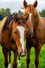 Obraz premium Horses in a Cotswold field