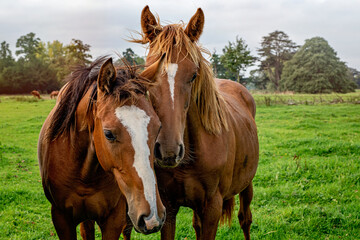 Fototapeta premium Horses in a Cotswold countryside field