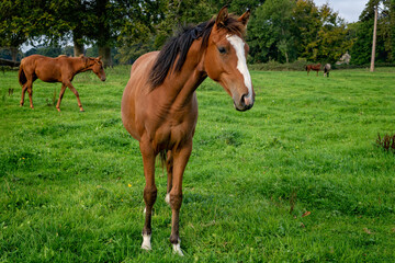 Naklejka na ściany i meble Horses in a Cotswold field