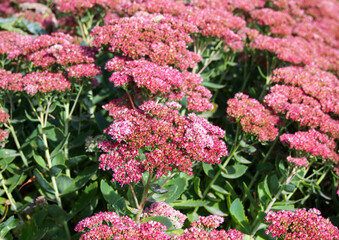Decorative flowering  plant stonecrop in garden