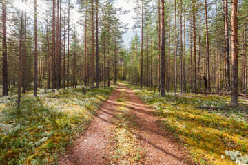The road in the forest, north of Russia. Many pine trees