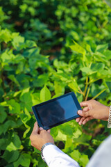 Close up of agronomist hands holding and working on tablet at field