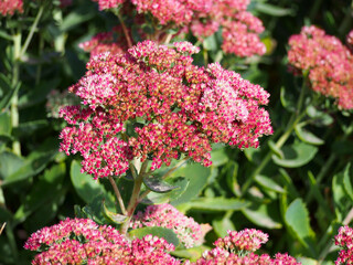 Pink flowers Sedum in the garden