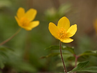 Yellow wood anemone (Anemonoides ranunculoides) - close up of yellow anemone flowers, Gdansk, Poland