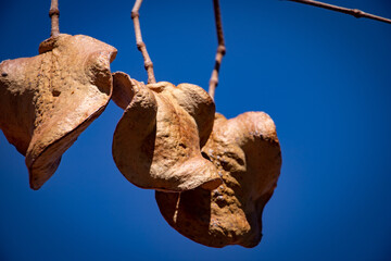 Sunlight on Jacaranda seed pod against blue sky.