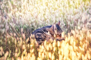 Cat sleeping in the grass