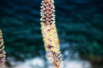 Bee on flowers