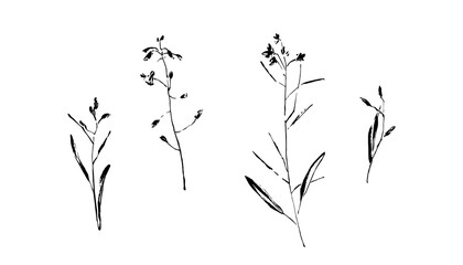 Obraz premium Hand drawn wild plants collection. Outline flower with leaves painted by ink. Black isolated sketch vector on white background