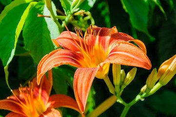 Obraz premium Orange Madonna Lily (Lilium candidum) blooms.