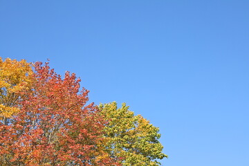 Background from autumn red maple leaves, September and the most beautiful colors of nature.