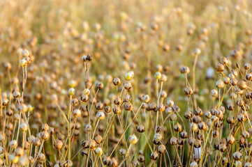 The boxes of ripening flax on the summer field are almost ready for harvesting.