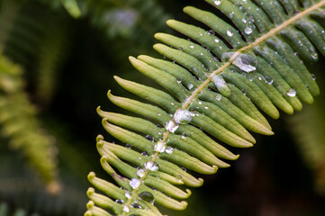 Chuva