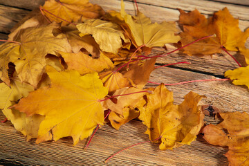 Autumn yellow leaves of canadian maple. The background of yellow leaves.