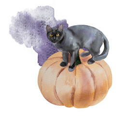 Watercolor composition with pumpkins, stain and cat.