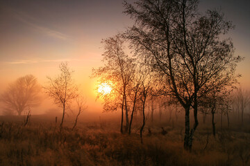 Naklejka na ściany i meble foggy sunrise in autumn morning, sunrise over trees covered by fog, czech republic, mountains