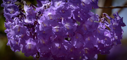 Blue Jacaranda (Jacaranda mimosifolia) branch with indigo flowers. 